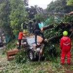 Angin Kencang Tumbangkan Pohon 20 Meter di Kota Bogor