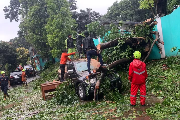 Angin Kencang Tumbangkan Pohon 20 Meter di Kota Bogor